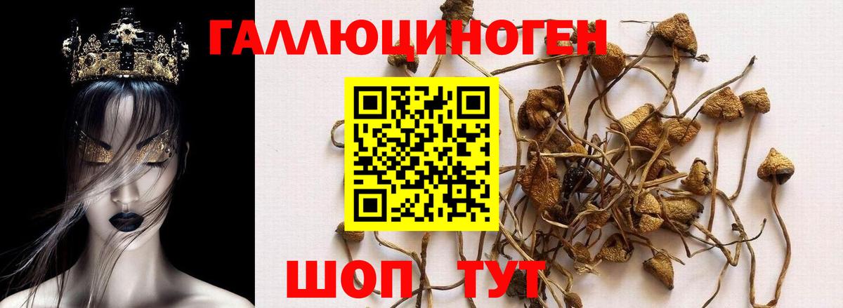 Псилоцибиновые грибы GOLDEN TEACHER Гусь-Хрустальный